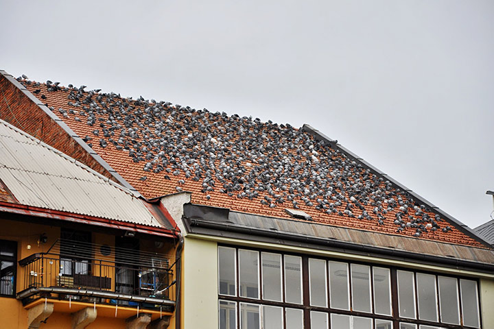 A2B Pest Control are able to install spikes to deter birds from roofs in Keighley. 