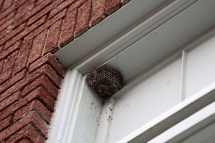 We provide a wasp nest removal service for domestic and commercial properties in Keighley.